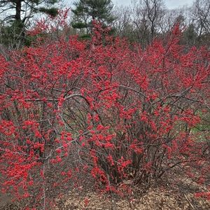 Meet your Posher, 123chic